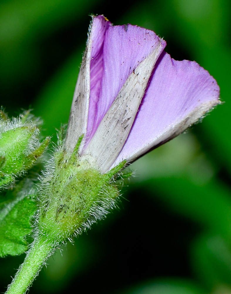 Изображение особи Convolvulus coelesyriacus.