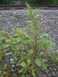 Amaranthus powellii