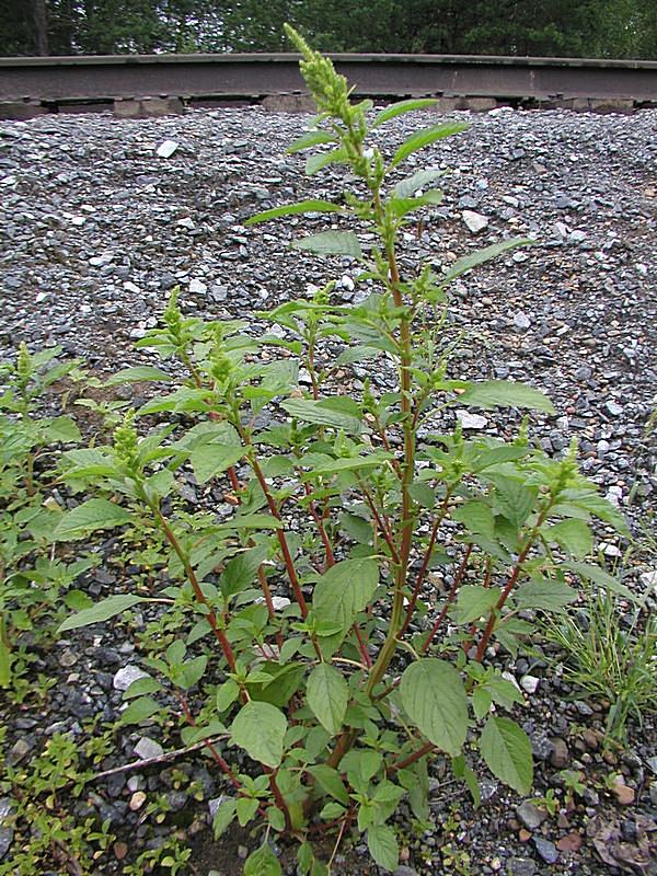 Изображение особи Amaranthus powellii.