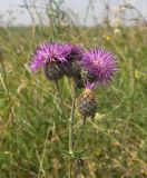 Centaurea adpressa