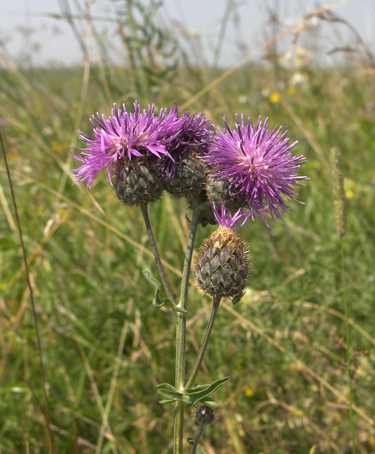 Image of Centaurea adpressa specimen.