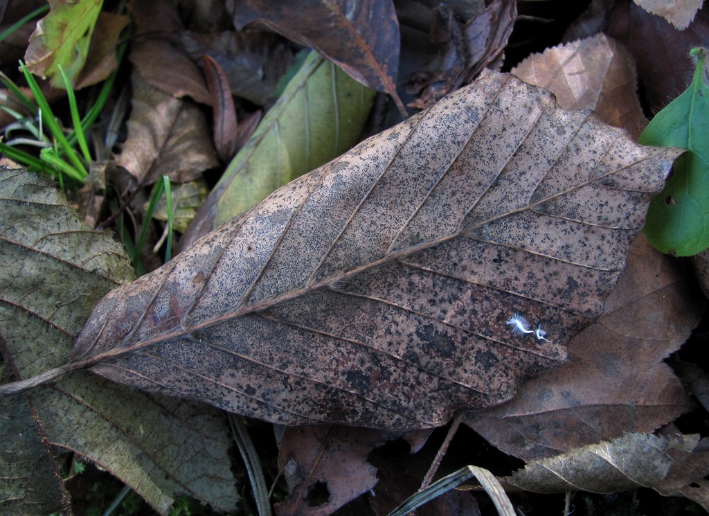 Image of Fagus orientalis specimen.