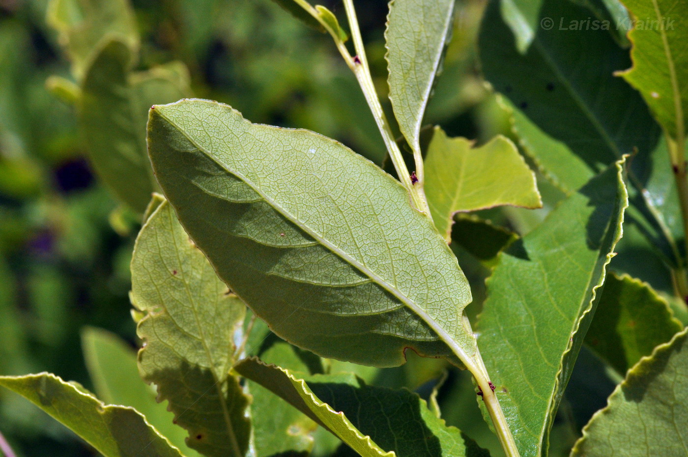 Image of Flueggea suffruticosa specimen.