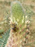 Astragalus alopecias