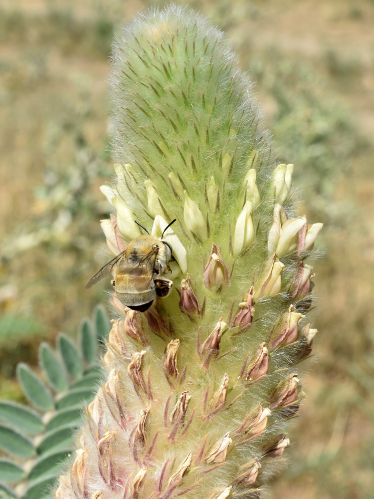 Изображение особи Astragalus alopecias.