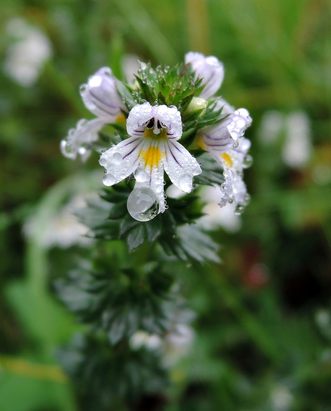 Изображение особи Euphrasia stricta.