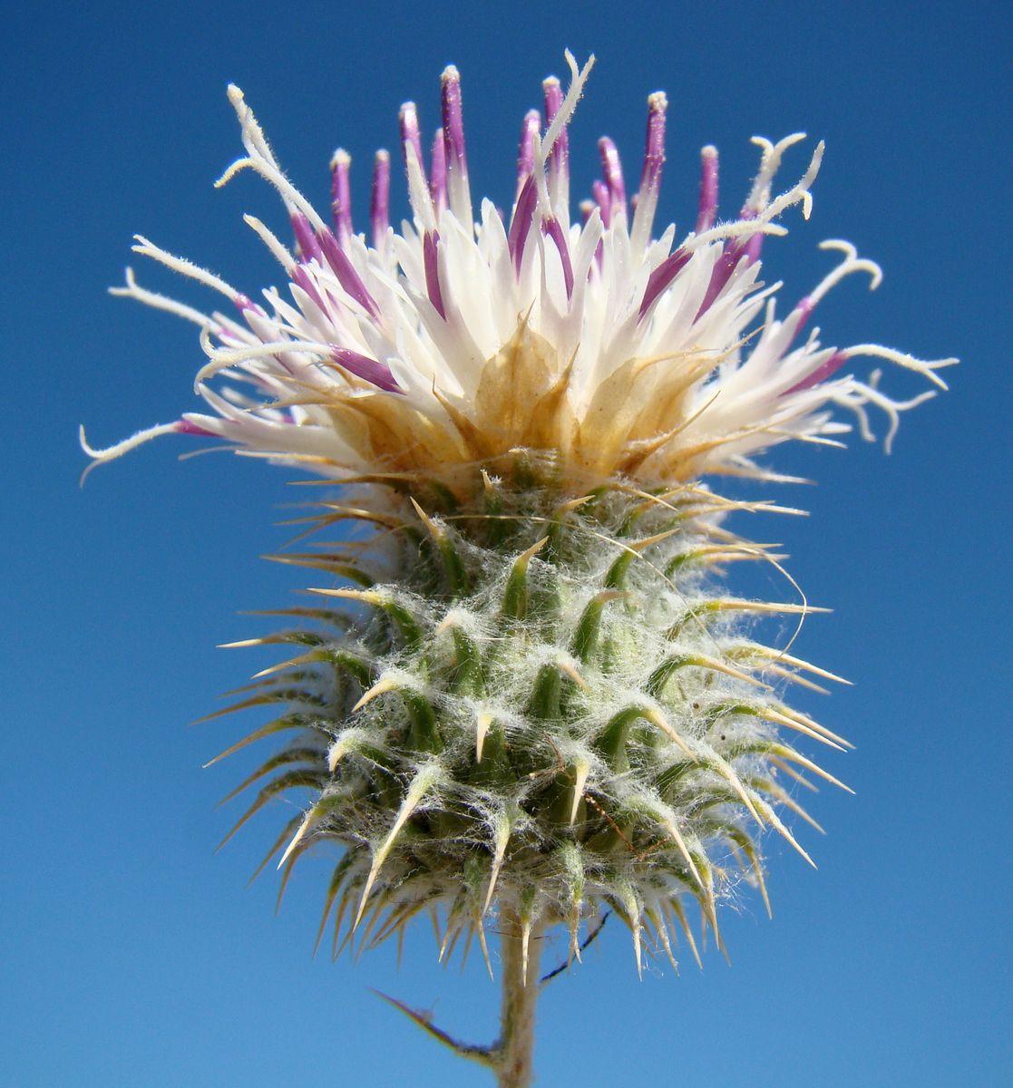 Image of Cousinia affinis specimen.