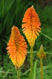 Kniphofia uvaria. Соцветия. США, Калифорния, Сан-Франциско, ботанический сад. 14.02.2014.