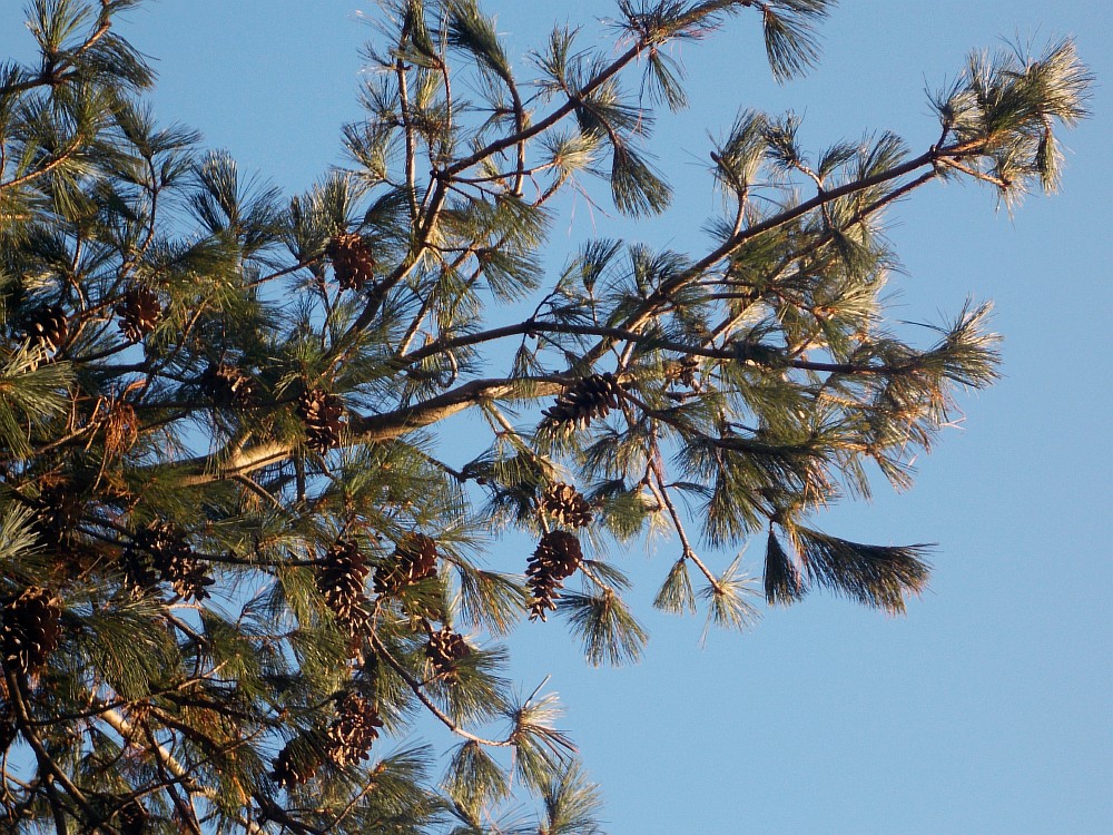 Изображение особи Pinus peuce.