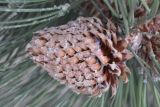 Pinus coulteri