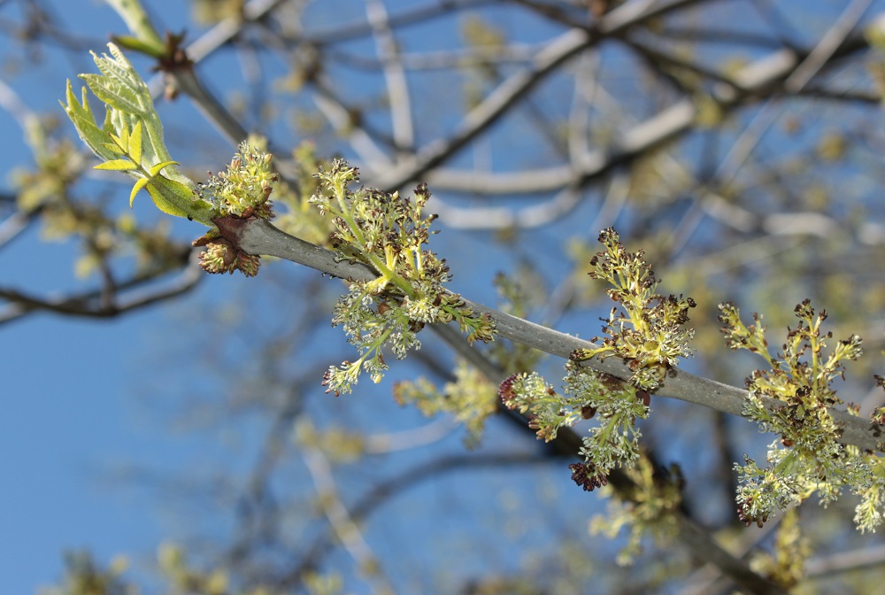 Image of Fraxinus pennsylvanica specimen.