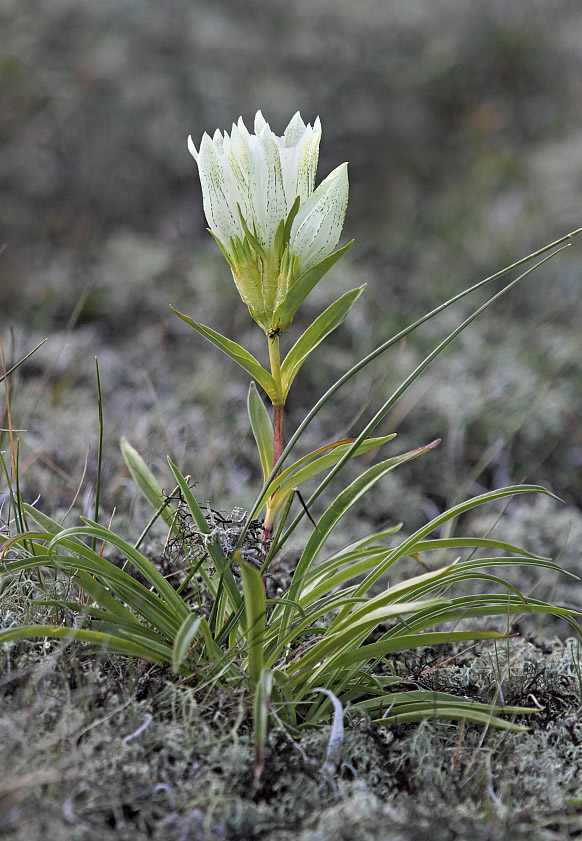 Изображение особи Gentiana algida.