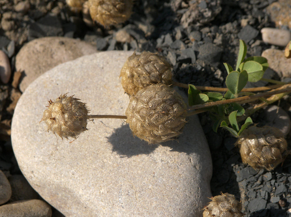 Изображение особи Trifolium fragiferum.