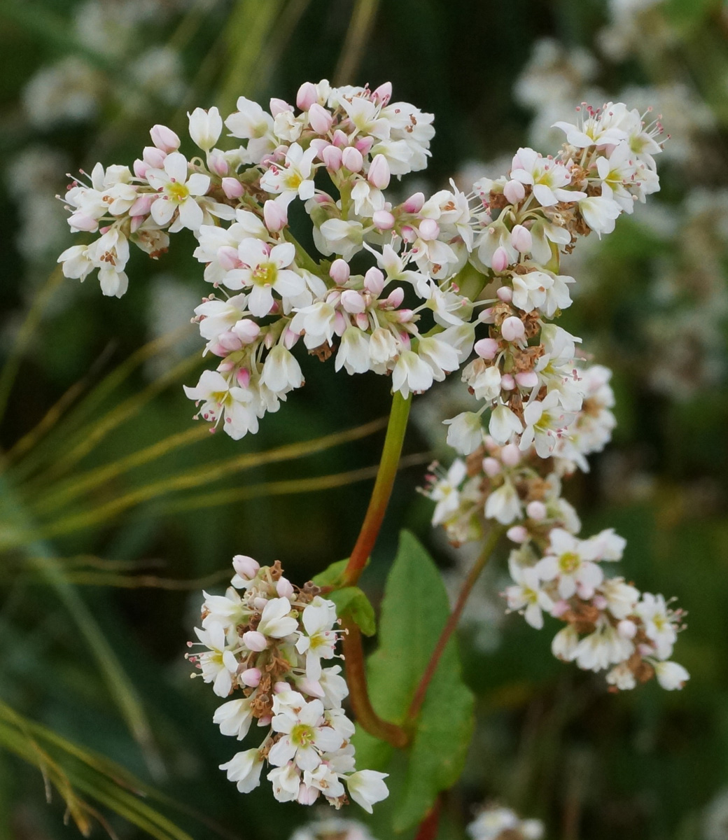 Изображение особи Fagopyrum esculentum.