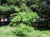 Juglans mandshurica. Молодое растение. Иркутск, Академгородок, в озеленении. 29.07.2014.