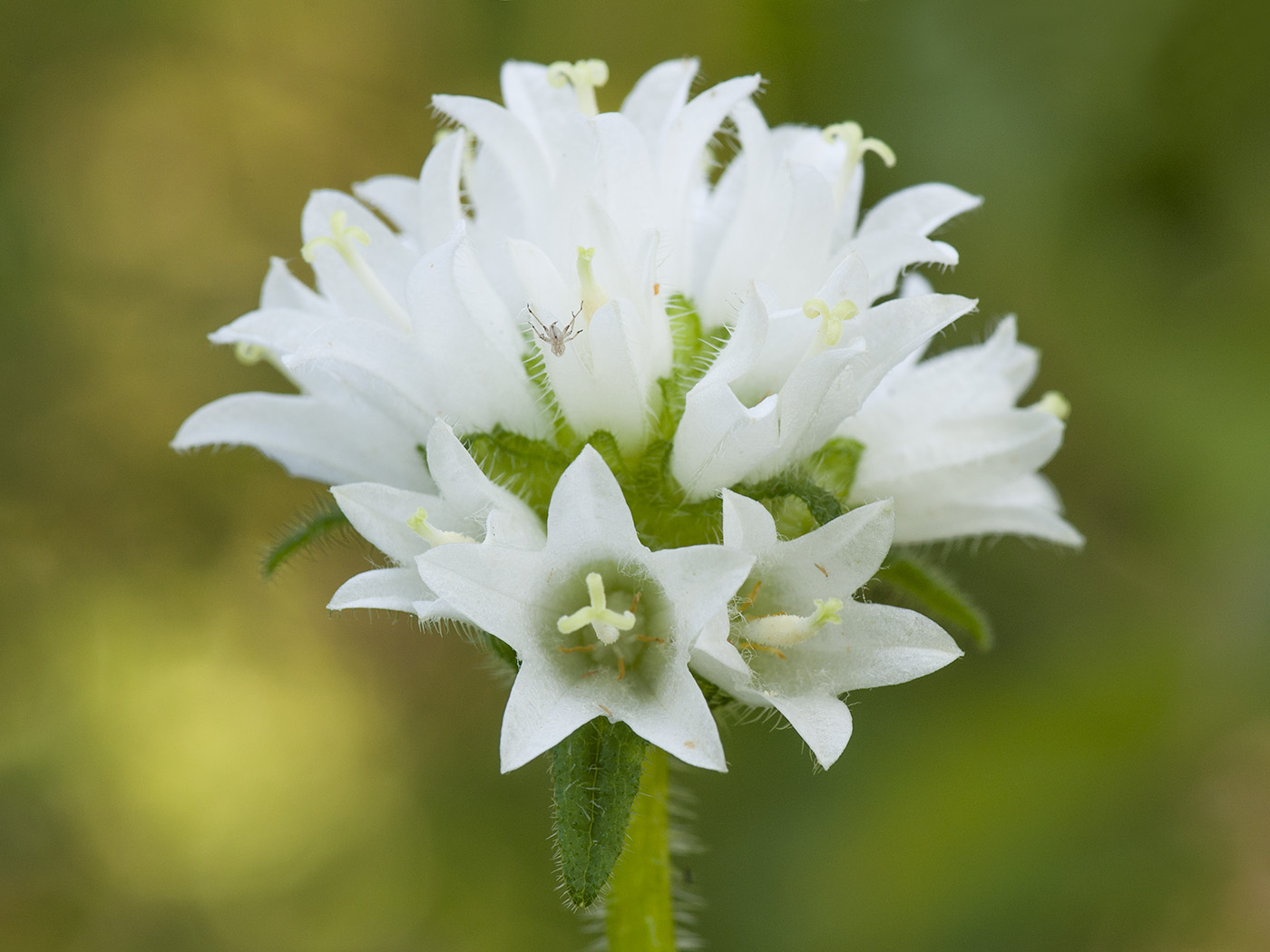 Image of Campanula cervicaria specimen.