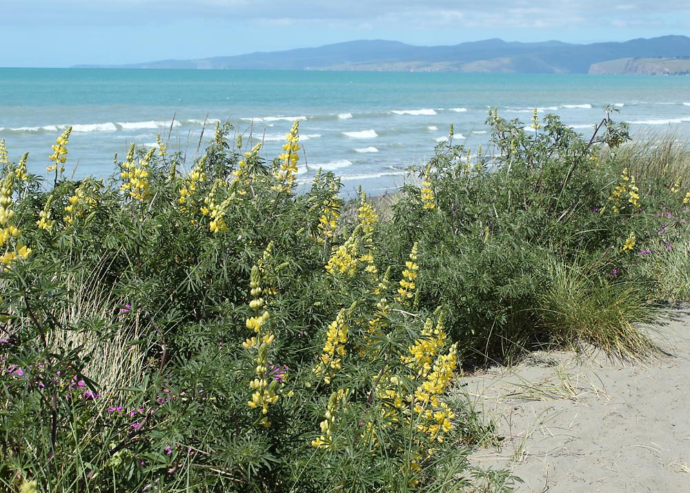 Image of Lupinus arboreus specimen.