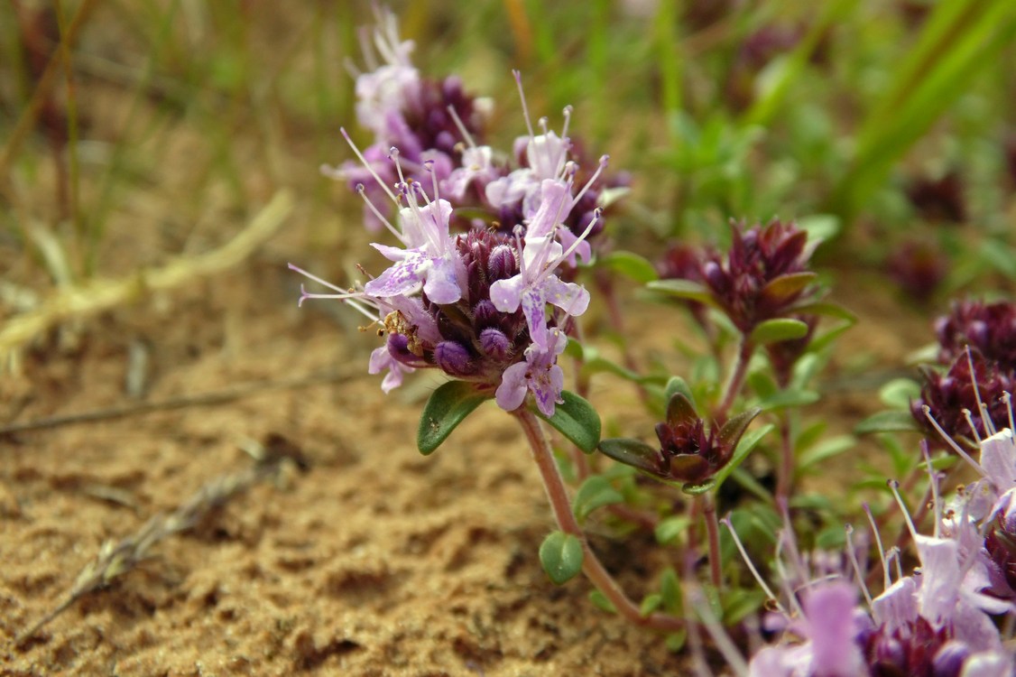 Изображение особи Thymus subarcticus.