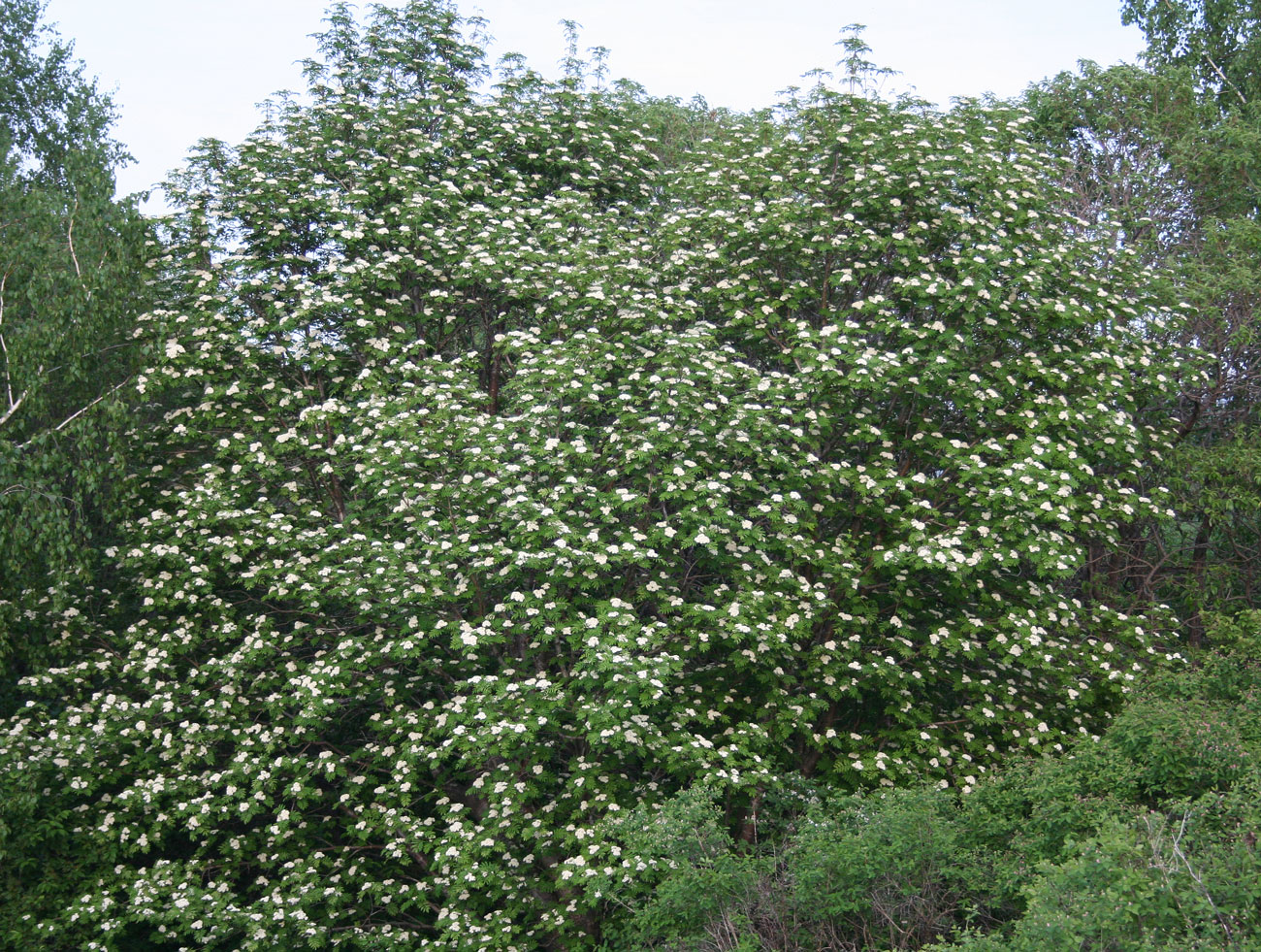 Image of Sorbus sibirica specimen.