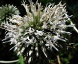 Echinops galaticus