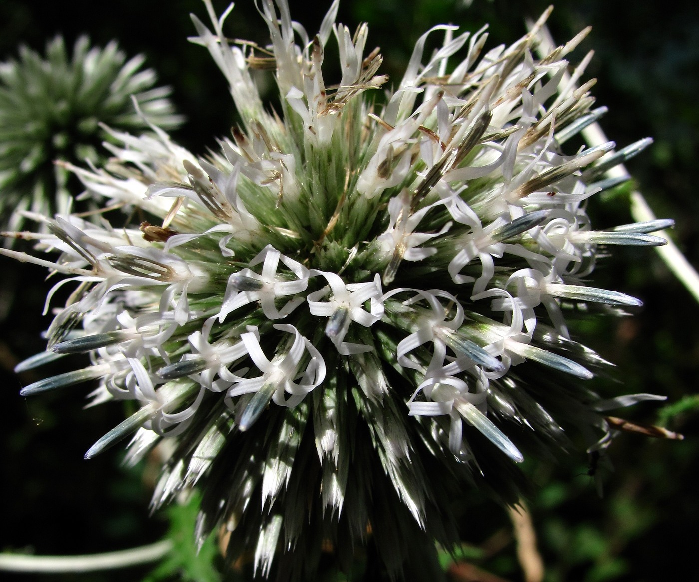 Image of Echinops galaticus specimen.