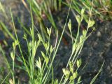 Juncus nastanthus