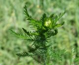 Achillea impatiens