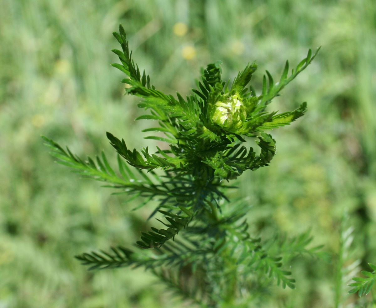 Изображение особи Achillea impatiens.