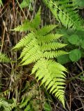 Athyrium yokoscense. Вайя. Приморье, Хасанский р-н, остров Фуругельма, опушка широколиственного леса. 16.08.2015.