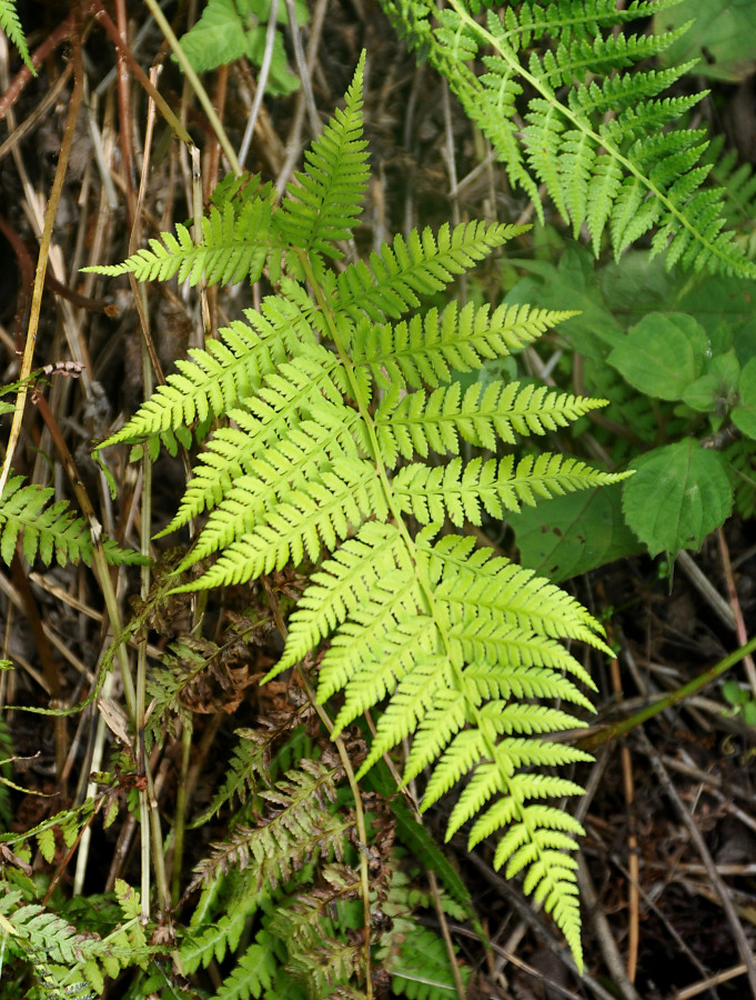 Изображение особи Athyrium yokoscense.