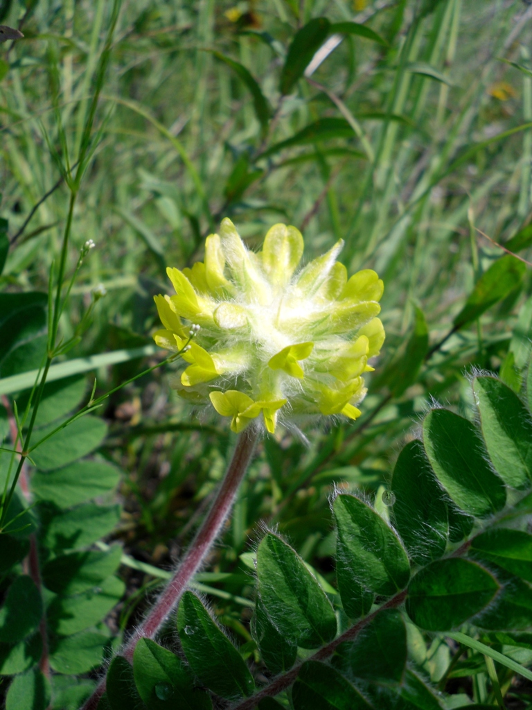 Изображение особи Astragalus dasyanthus.