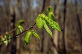 Carpinus betulus. Верхушка ветви с распускающимися листьями. Республика Адыгея, дубово-грабовый лес к востоку от г. Майкоп. 07.03.2016.