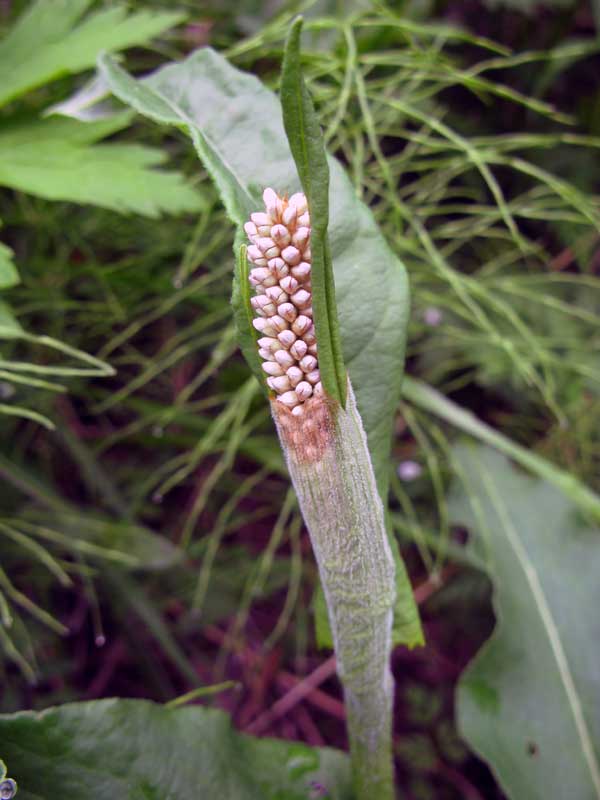 Image of Bistorta officinalis specimen.