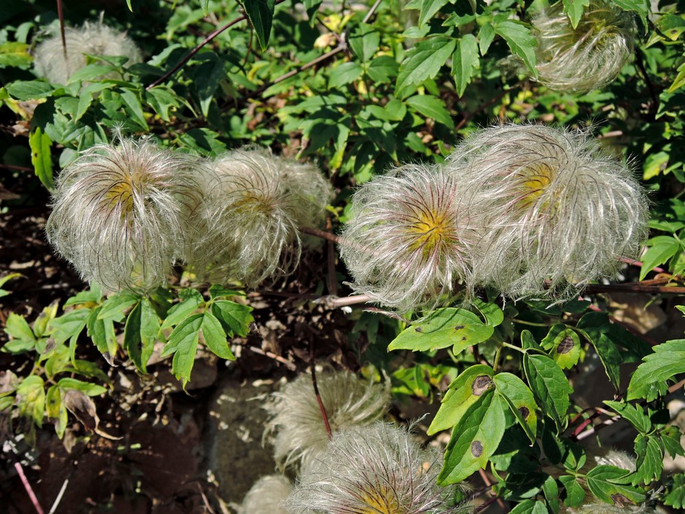 Изображение особи Atragene macropetala.