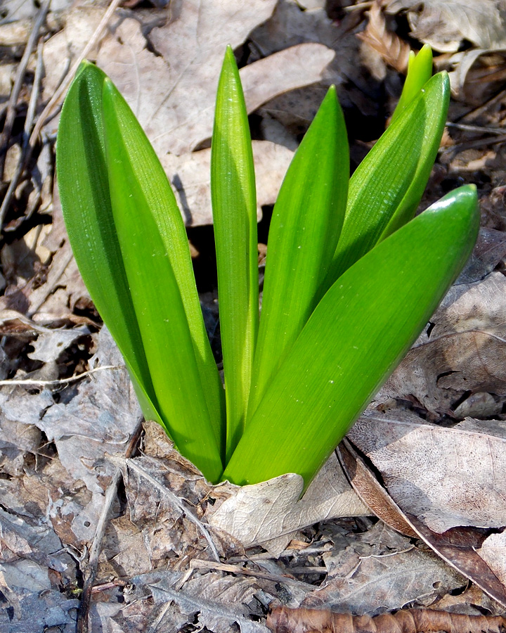 Изображение особи Ornithogalum arcuatum.