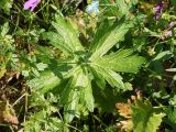 Geranium palustre