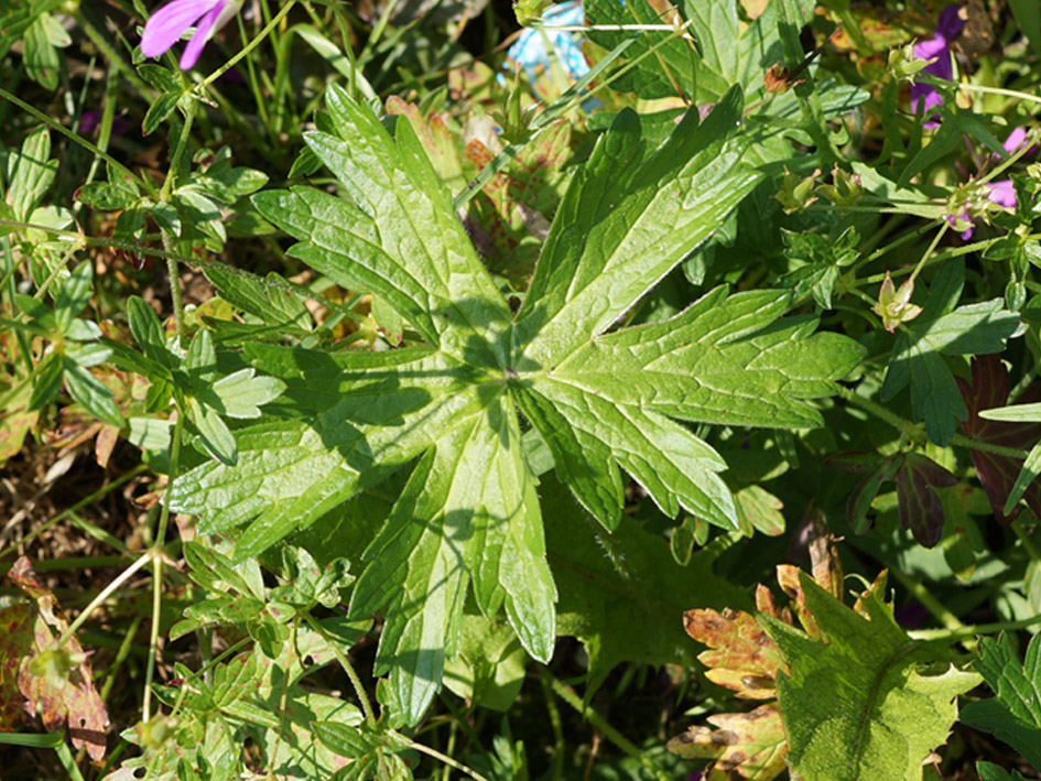 Image of Geranium palustre specimen.