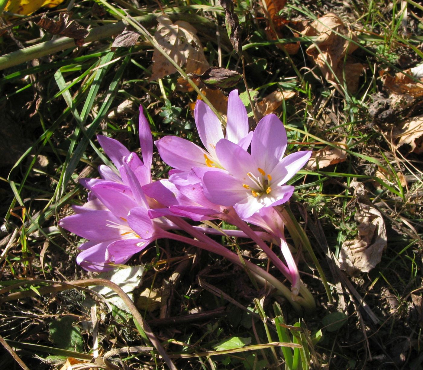 Изображение особи Colchicum speciosum.