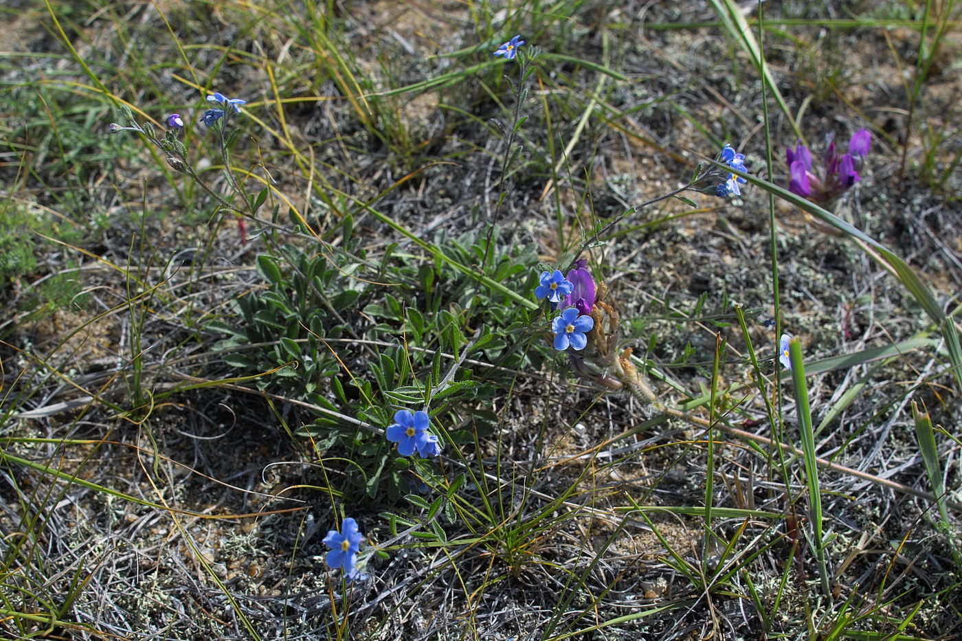 Изображение особи Amblynotus rupestris.