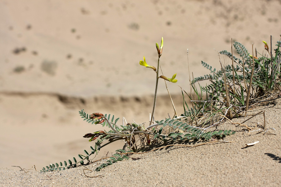 Изображение особи Astragalus farctus.