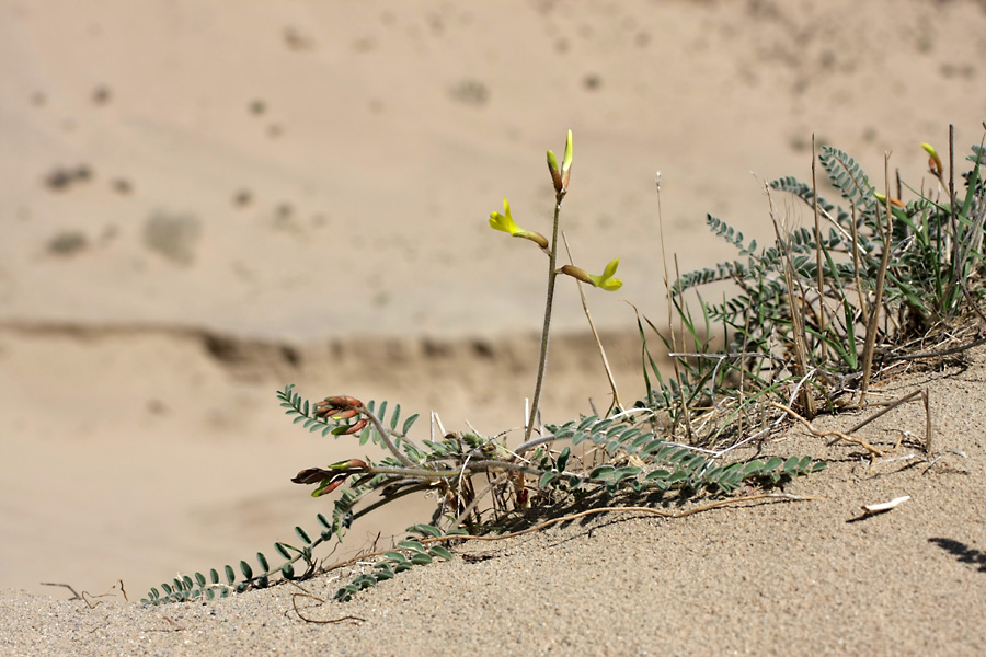 Image of Astragalus farctus specimen.