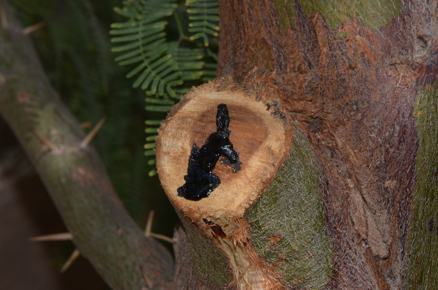 Image of Prosopis juliflora specimen.