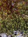 Bryopsida