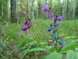 Lathyrus vernus