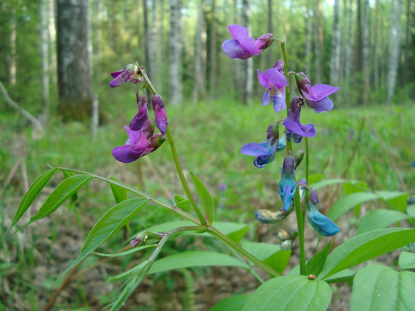 Изображение особи Lathyrus vernus.