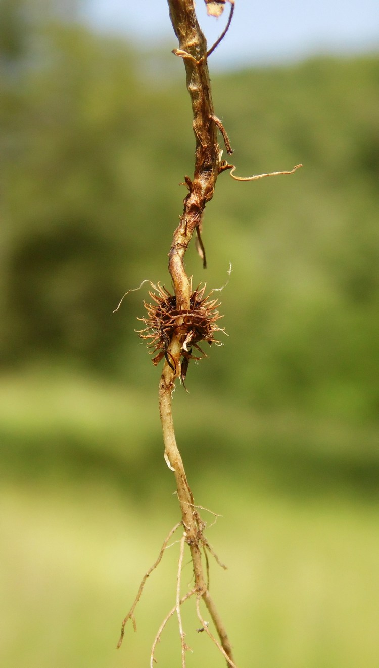 Image of Medicago rigidula specimen.