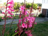 Watsonia borbonica