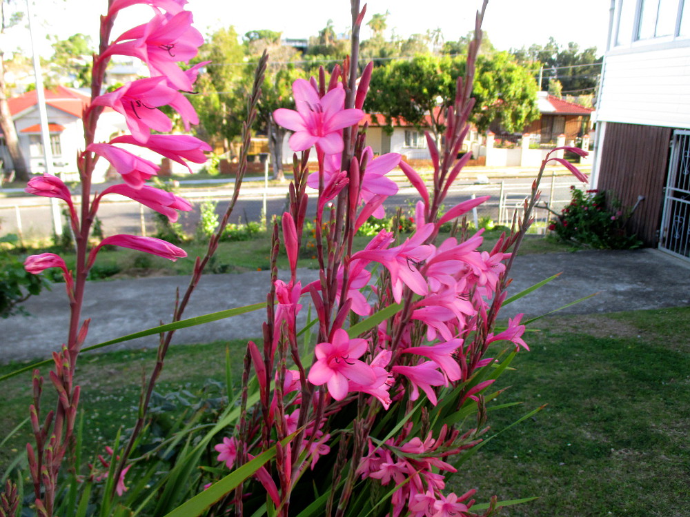 Изображение особи Watsonia borbonica.