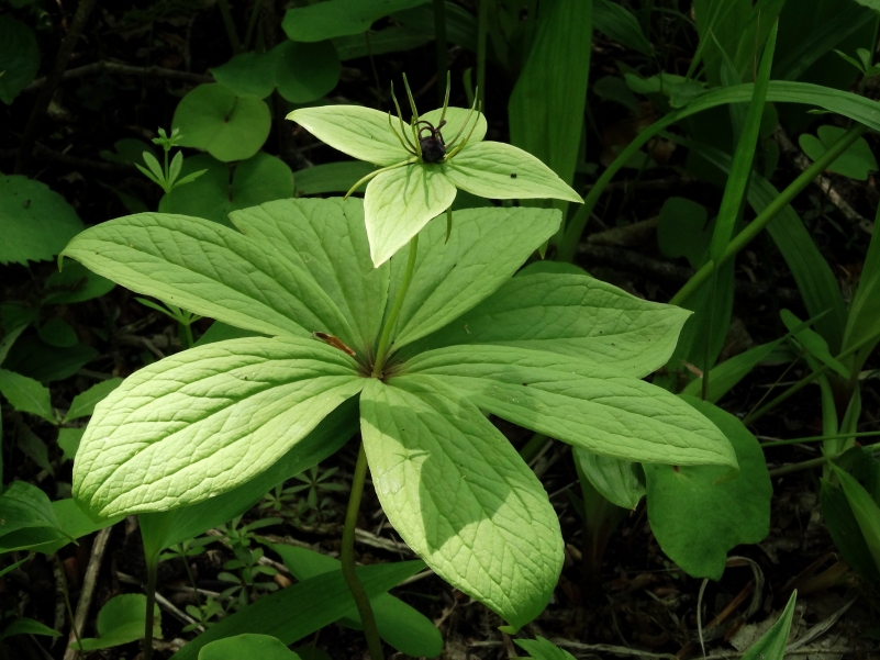 Image of Paris verticillata specimen.