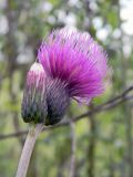 Cirsium rivulare